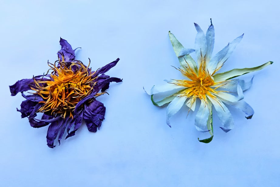 Äkta egyptisk blå lotus i Sverige?