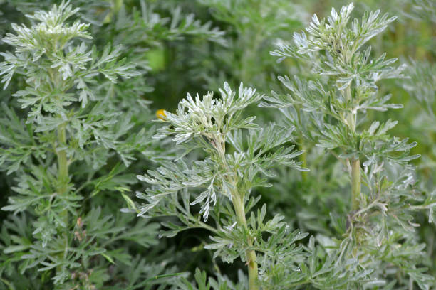 Wormwood (Malört)