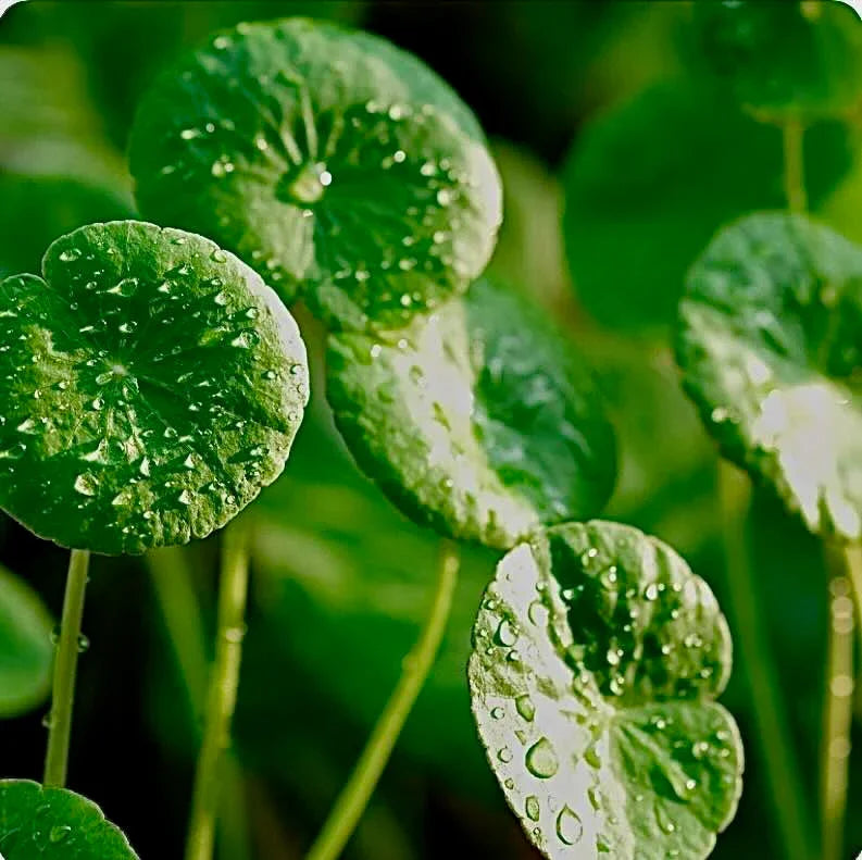 Örternas ört: Gotu Kola